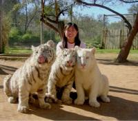Meet the tiger cubs!